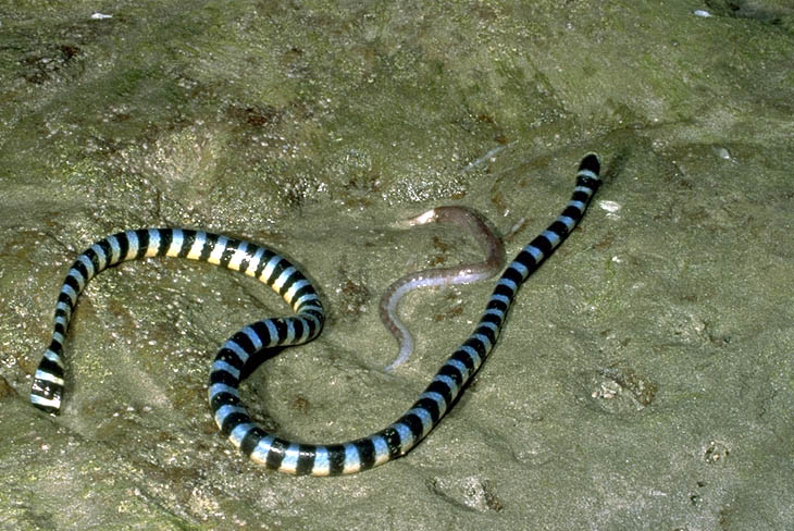 Laticauda laticaudata Bild03